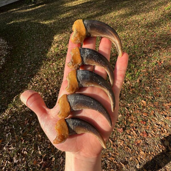 Grizzly bear claws