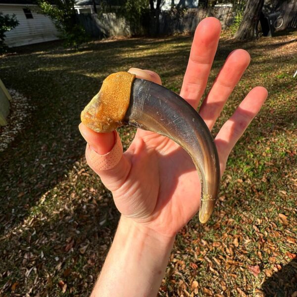 Grizzly Bear Claws - Image 2