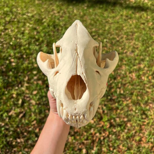 Hyena Skulls
