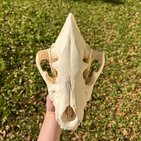 Hyena skull