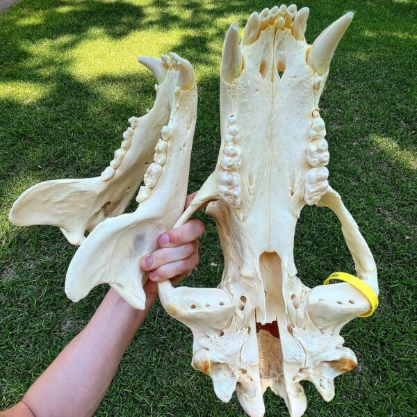 Grizzly Bear Skull - Image 5