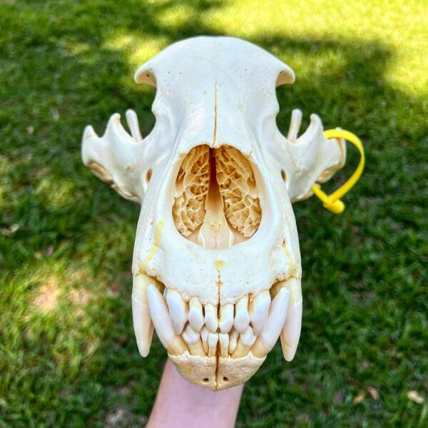 Grizzly bear skull