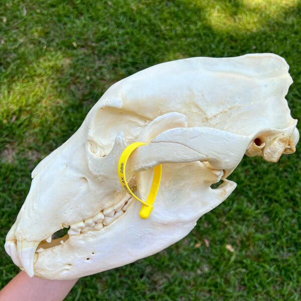 Grizzly Bear Skull - Image 4