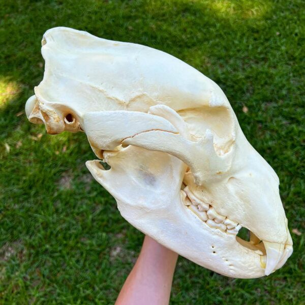 Grizzly Bear Skull - Image 3