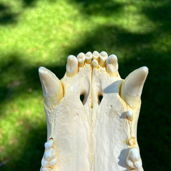 Grizzly Bear Skull - Image 6