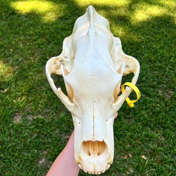 Grizzly Bear Skull - Image 2