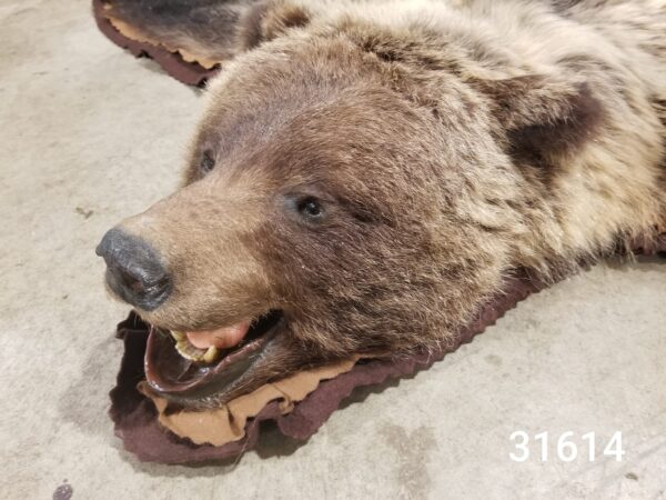 Grizzly Bear rug 31614 - Image 2