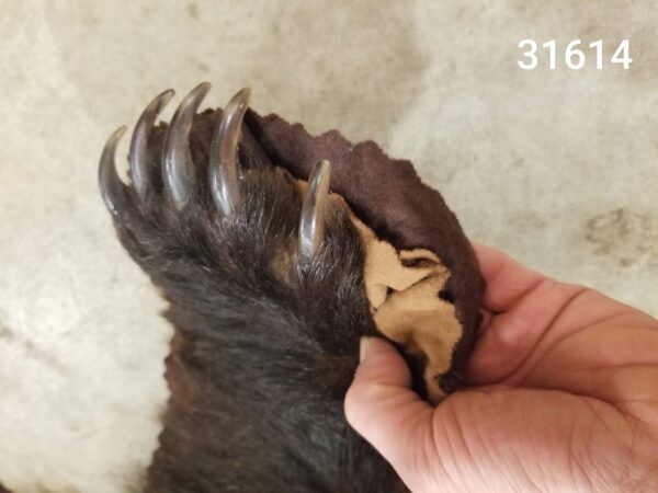 Grizzly Bear rug 31614 - Image 3