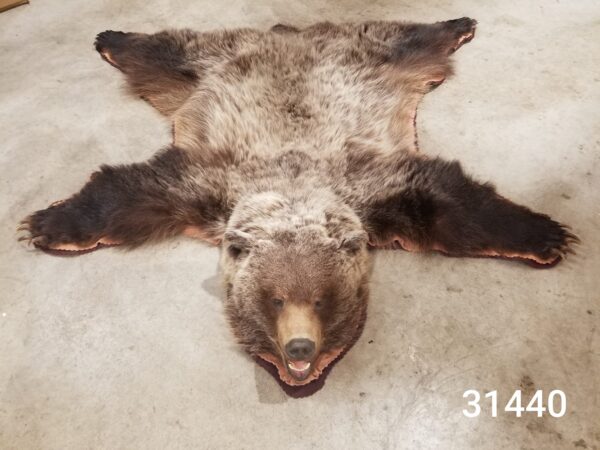 grizzly bear