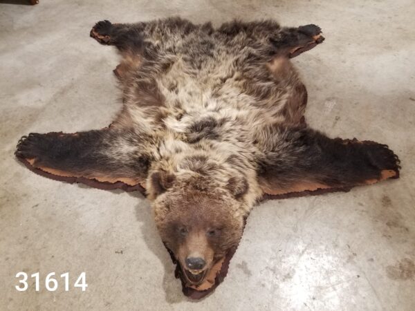 Grizzly bear