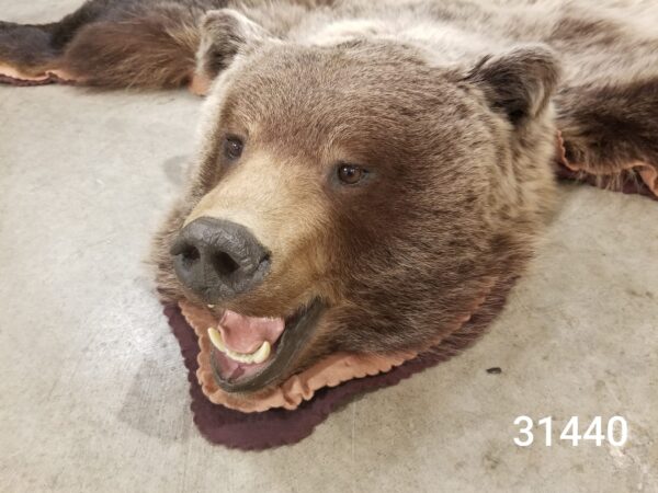Grizzly Bear rug 31440 - Image 2