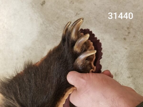 Grizzly Bear rug 31440 - Image 3