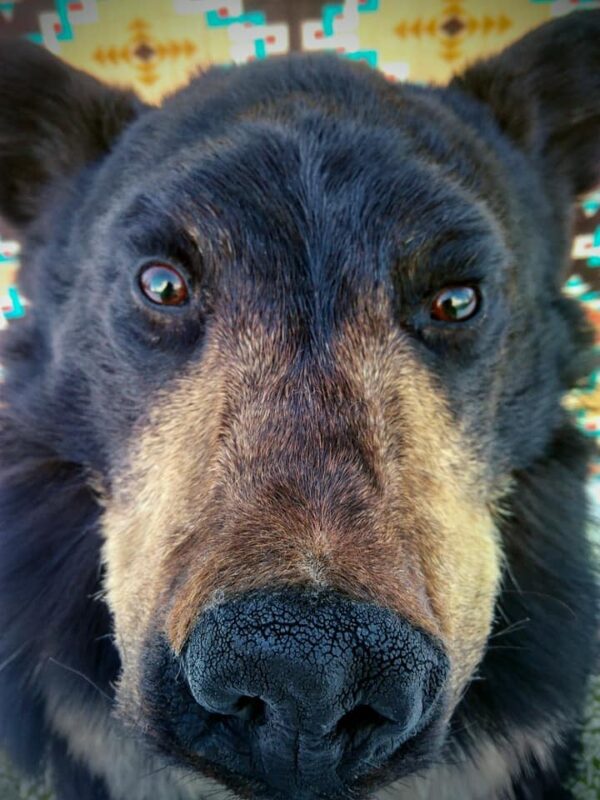 Black bear Head Hat - Image 8