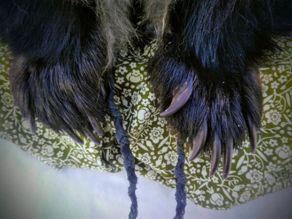 Black bear Head Hat - Image 7
