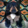 Black bear