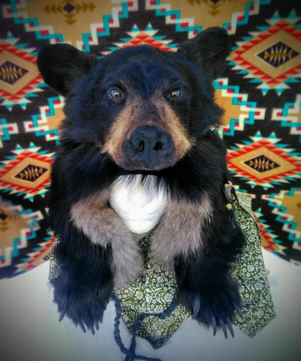 Black bear
