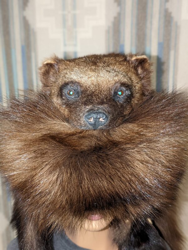 Wolverine Head Hat ( Full Body) - Image 5