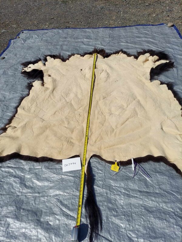American Bison/ Buffalo fur 007994 - Image 5
