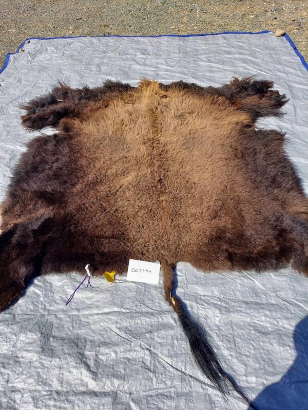 American Bison/ Buffalo fur 007994 - Image 2
