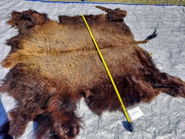 American Bison/ Buffalo fur 007994 - Image 4