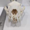 wolverine skull