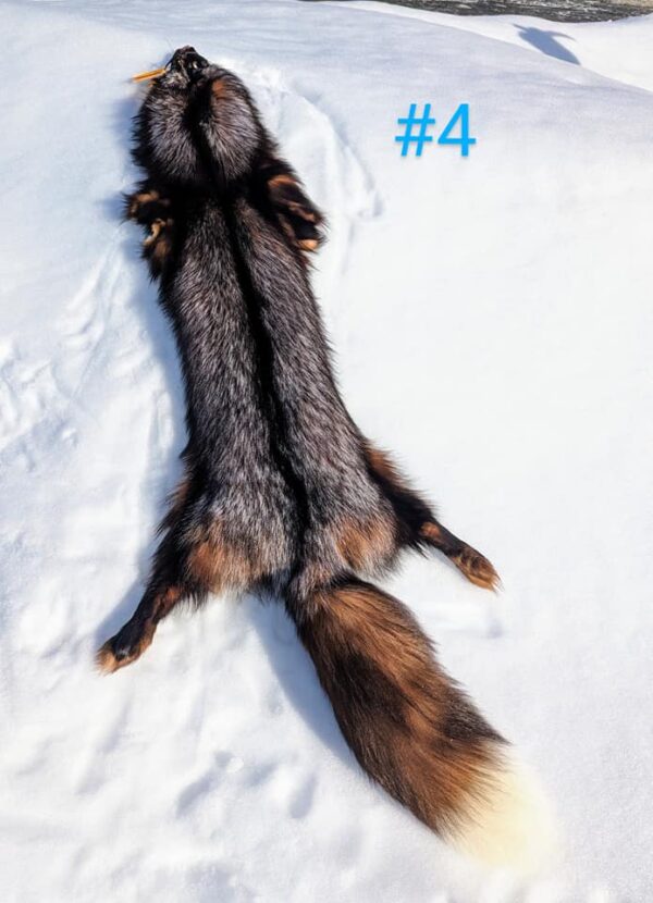 fox