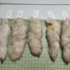 Blue Fox Tail
