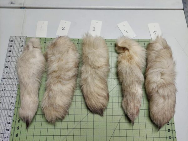 Blue Fox Tail