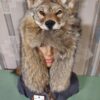 coyote