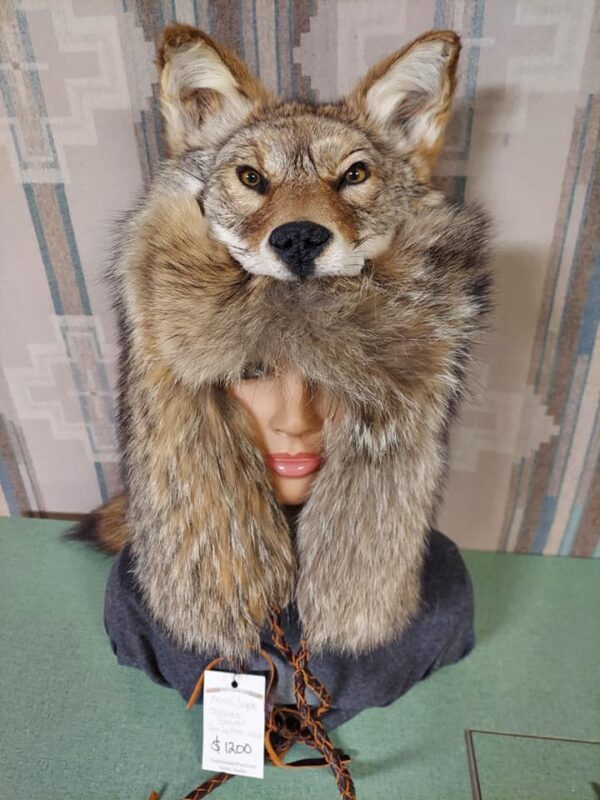 coyote