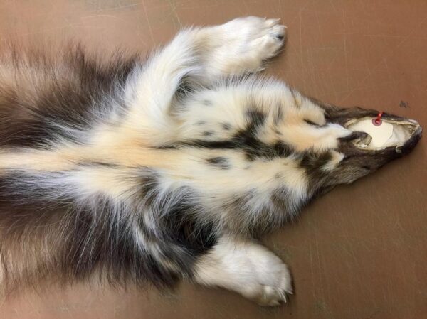 Wolverine Fur Pelt: Taxidermy Quality ( 54") - Image 4