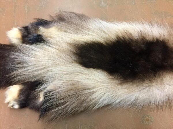 Wolverine Fur Pelt: Taxidermy Quality ( 54") - Image 3