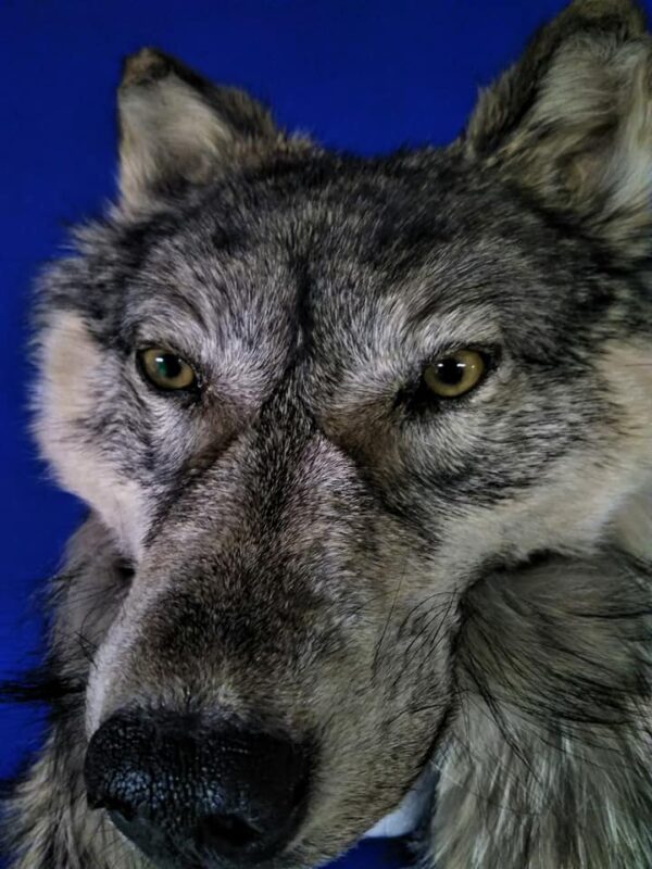 Kenai Peninsula wolf Head Hat - Image 2