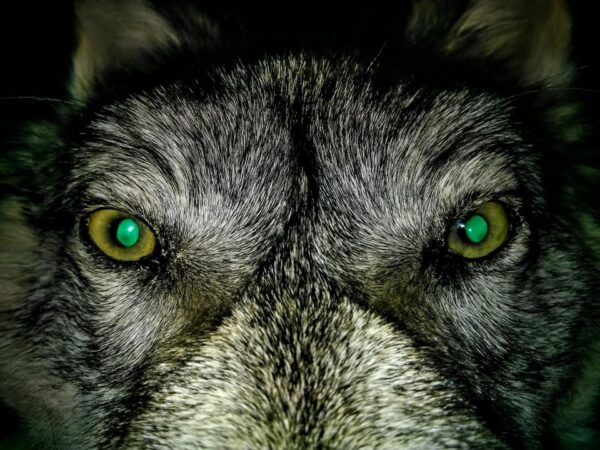 Kenai Peninsula wolf Head Hat - Image 4