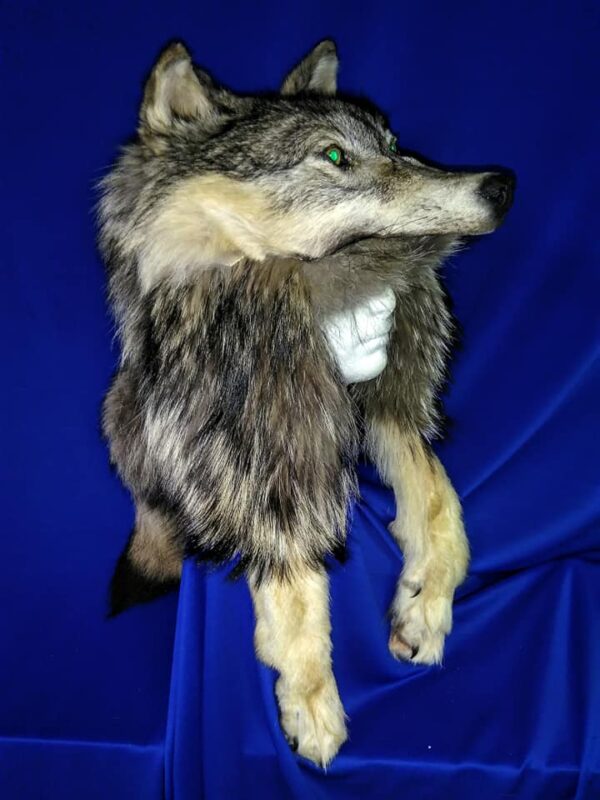 Kenai Peninsula wolf Head Hat - Image 5