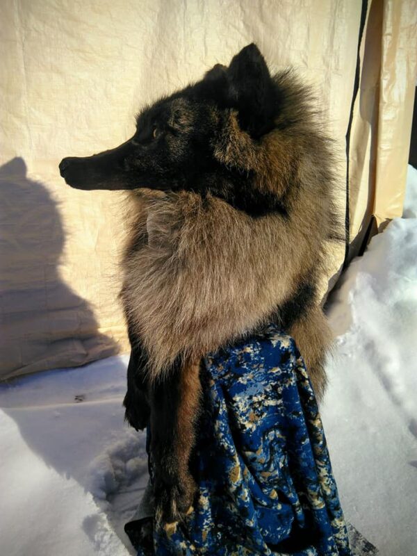 Black Wolf Head Hat - Image 6