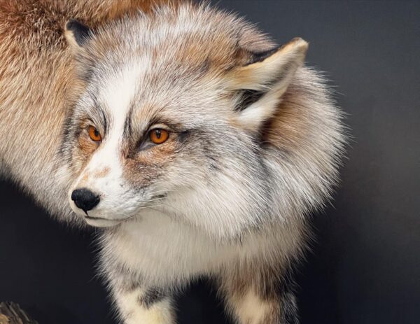 Special fox mount Jumping pose - Image 3