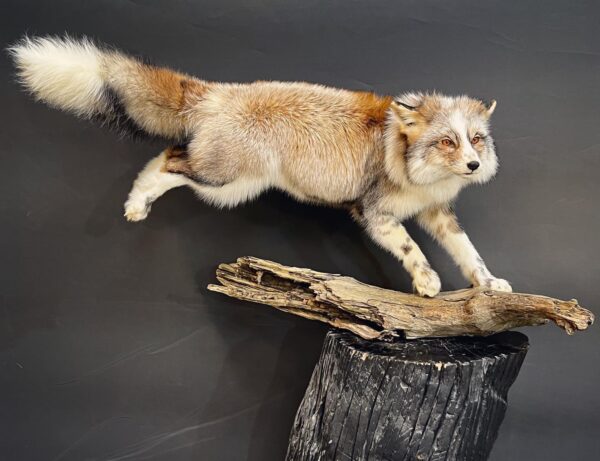 Special fox mount Jumping pose