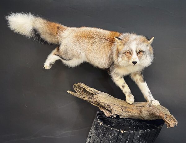 Special fox mount Jumping pose - Image 2