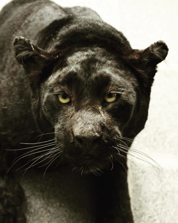 black leopard half mount - Image 3