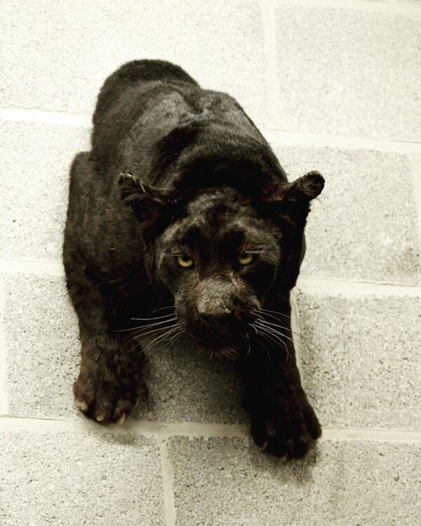 black leopard half mount