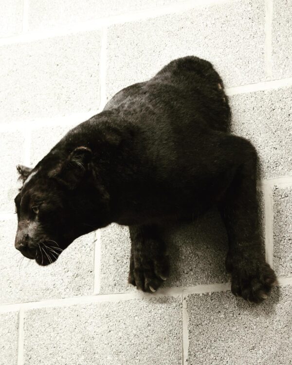 black leopard half mount - Image 5
