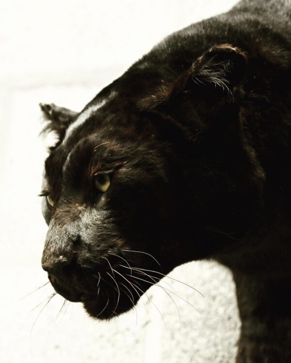 black leopard half mount - Image 6
