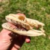 Rock python skull