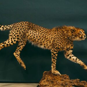 Big Cheetah mount landing pose