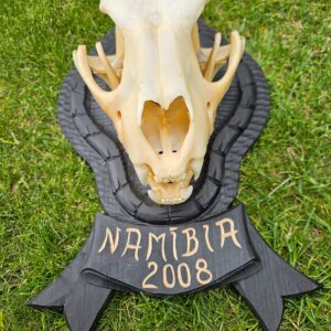 cheetah skull