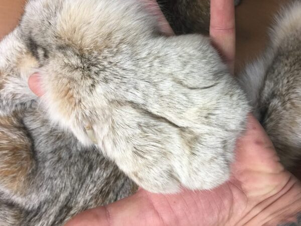 Canadian Lynx Fur Pelt - Image 2