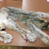 Canadian Lynx Fur Pelt