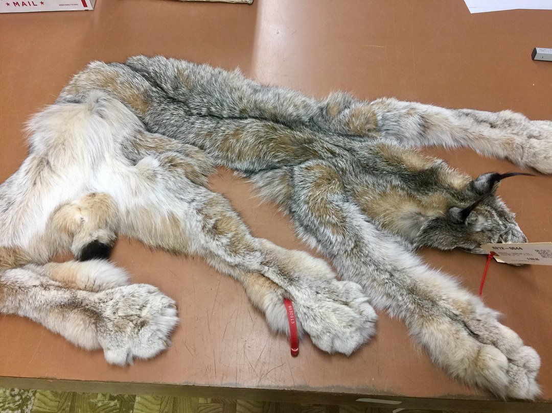 Canadian Lynx Fur Pelt